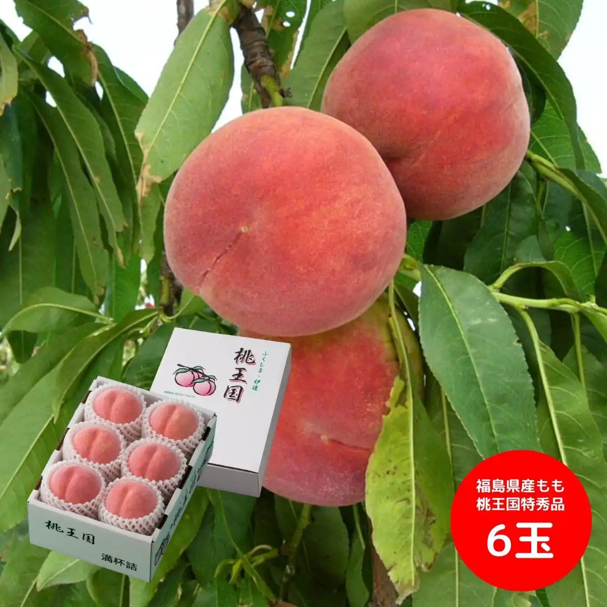 福島県産もも 桃王国特秀品6玉(化粧箱) (7月中旬より順次出荷予定